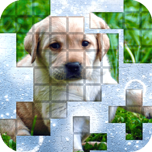 PicPu-Dog