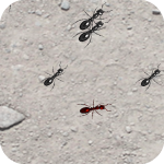 Squash These Ants 2